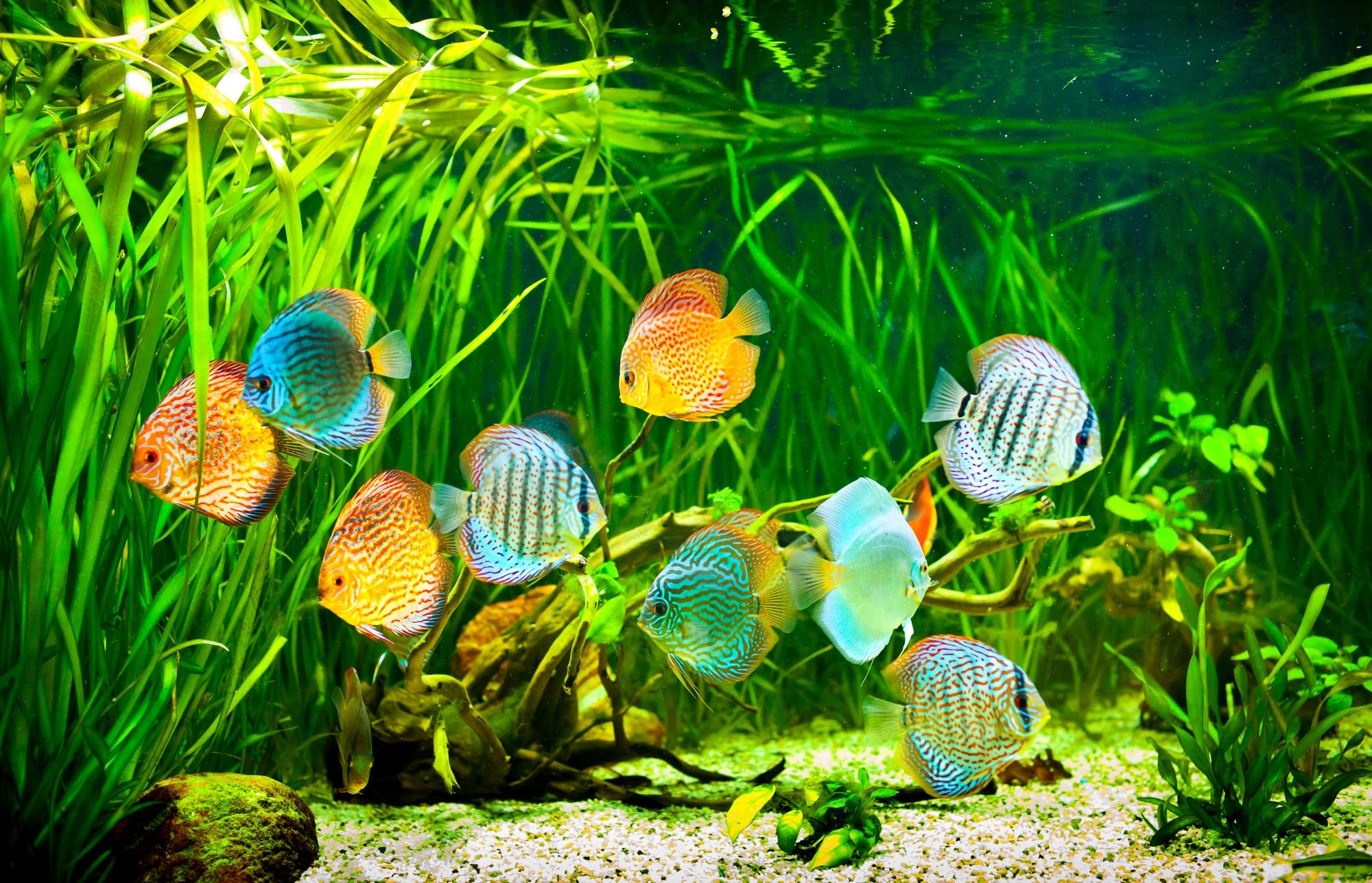 aqurium zubeheur