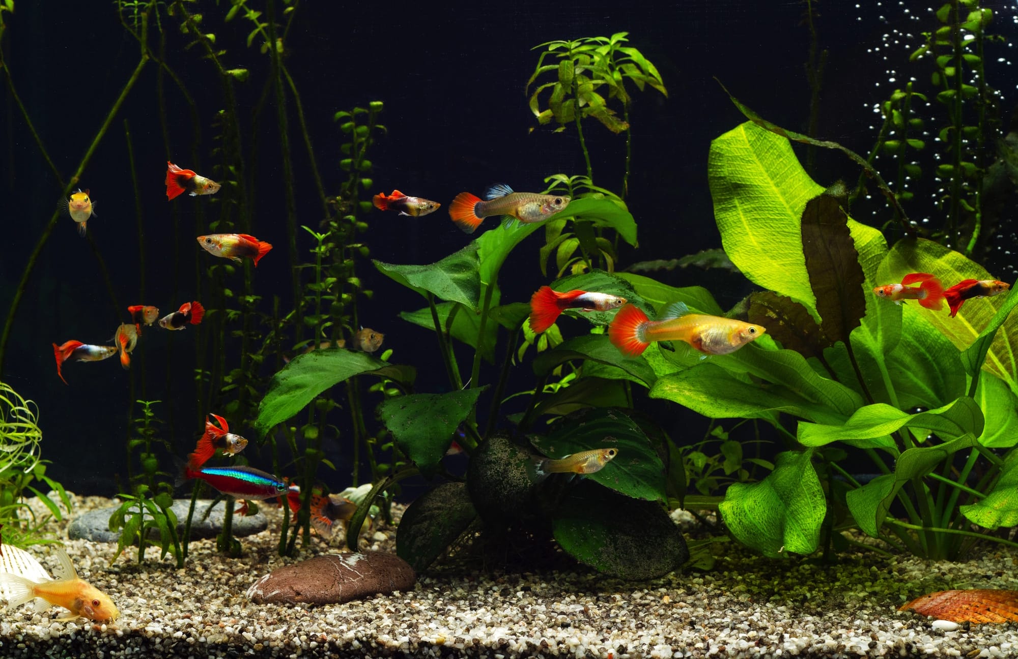 Süßwasser Aquarium Aquarium Zubehör