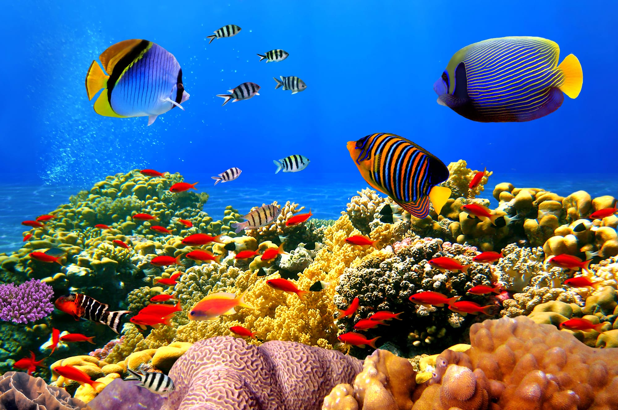 Luftverteiler für Aquarim